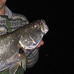 Mulloway
