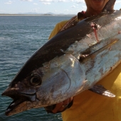 Shaking the Monkey Again